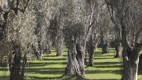 Σύγκριση παραδοσιακού χαλκού, υγρού χαλκού χαμηλής περιεκτικότητας και μυκητοκτόνων για τον έλεγχο του κυκλοκόνιου ελιάς 